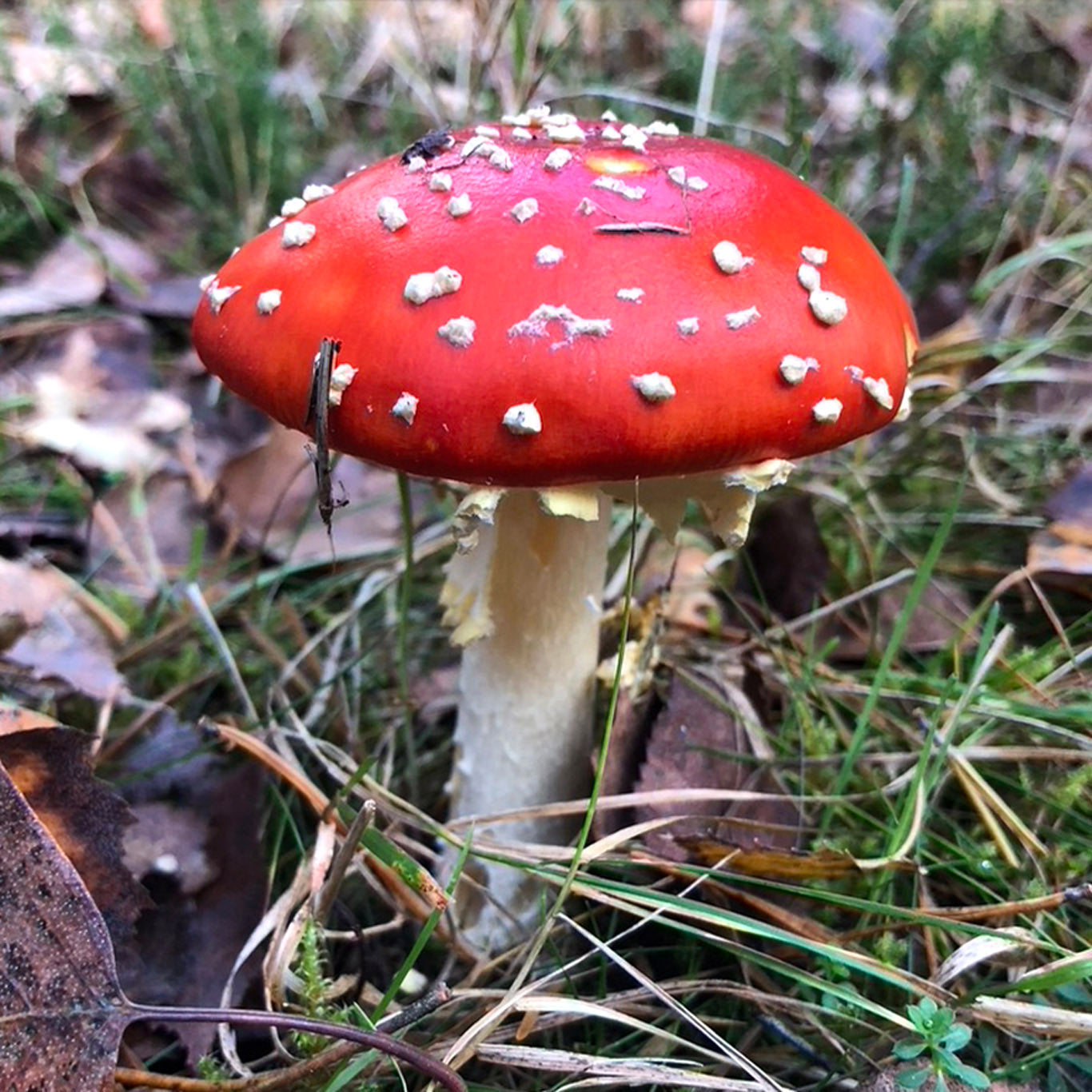 Svampetur